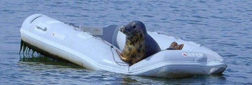 Zeehond aan het roer