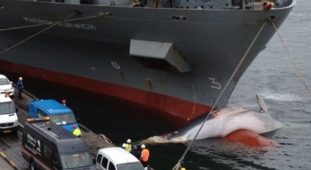 Containerschip schept walvis