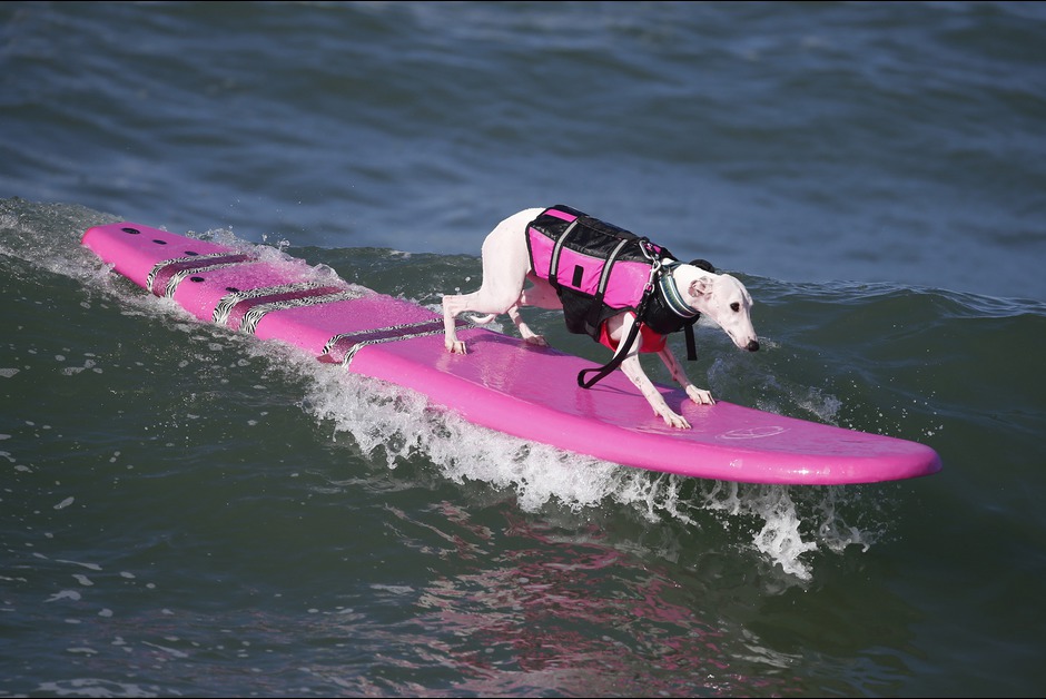 surfwedstrijdhond